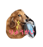 うちのゆず太②（個別スタンプ：15）