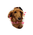うちのゆず太②（個別スタンプ：27）
