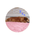 うちのゆず太②（個別スタンプ：31）