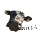 かうがーるの牛たち（個別スタンプ：1）