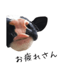 かうがーるの牛たち（個別スタンプ：9）