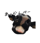 かうがーるの牛たち（個別スタンプ：13）