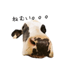 かうがーるの牛たち（個別スタンプ：17）