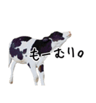 かうがーるの牛たち（個別スタンプ：18）