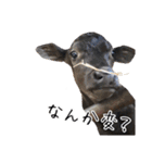 かうがーるの牛たち（個別スタンプ：20）
