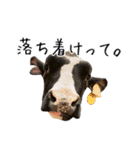 かうがーるの牛たち（個別スタンプ：21）