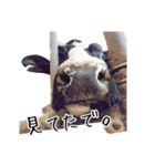 かうがーるの牛たち（個別スタンプ：25）