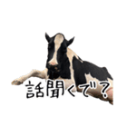 かうがーるの牛たち（個別スタンプ：29）