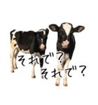 かうがーるの牛たち（個別スタンプ：30）