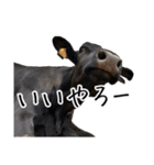かうがーるの牛たち（個別スタンプ：31）