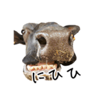 かうがーるの牛たち（個別スタンプ：32）