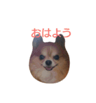 ちわわ すたんぷ（個別スタンプ：2）