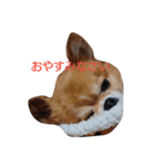ちわわ すたんぷ（個別スタンプ：3）