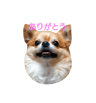 ちわわ すたんぷ（個別スタンプ：4）