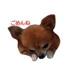 ちわわ すたんぷ（個別スタンプ：6）