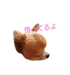 ちわわ すたんぷ（個別スタンプ：12）