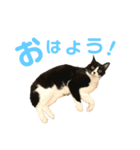 ゴンとチャチャ（個別スタンプ：2）