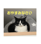 ゴンとチャチャ（個別スタンプ：8）