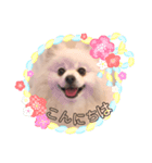 こーちゃんのごあいさつ（個別スタンプ：1）
