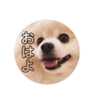 こーちゃんのごあいさつ（個別スタンプ：2）