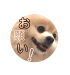 こーちゃんのごあいさつ（個別スタンプ：4）