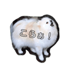 こーちゃんのごあいさつ（個別スタンプ：5）