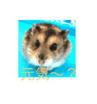 きゅんちゃんの日常（個別スタンプ：6）
