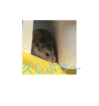 きゅんちゃんの日常（個別スタンプ：7）