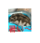 きゅんちゃんの日常（個別スタンプ：9）