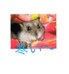 きゅんちゃんの日常（個別スタンプ：10）