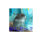 きゅんちゃんの日常（個別スタンプ：11）