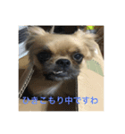 チベスパ☆のんの（個別スタンプ：7）