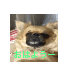 チベスパ☆のんの（個別スタンプ：8）
