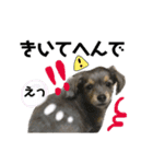 ROUIS stamppp（個別スタンプ：4）