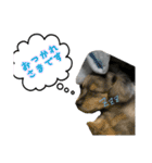 ROUIS stamppp（個別スタンプ：12）