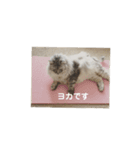 リュウとシュシュ②（個別スタンプ：5）