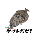 ヒラメ 釣り4（個別スタンプ：4）