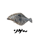 ヒラメ 釣り4（個別スタンプ：10）