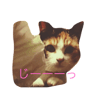 うち猫様（個別スタンプ：1）