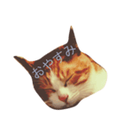 うち猫様（個別スタンプ：2）