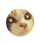 うち猫様（個別スタンプ：4）
