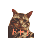 うち猫様（個別スタンプ：6）