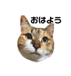 毎日使える！愛猫の日常会話♪(ゆずver.)（個別スタンプ：1）