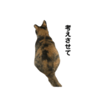 毎日使える！愛猫の日常会話♪(ゆずver.)（個別スタンプ：3）