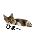 毎日使える！愛猫の日常会話♪(ゆずver.)（個別スタンプ：4）