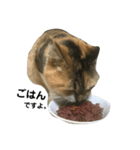 毎日使える！愛猫の日常会話♪(ゆずver.)（個別スタンプ：5）