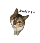 毎日使える！愛猫の日常会話♪(ゆずver.)（個別スタンプ：6）