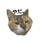 毎日使える！愛猫の日常会話♪(ゆずver.)（個別スタンプ：7）