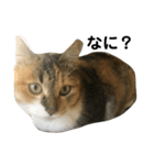 毎日使える！愛猫の日常会話♪(ゆずver.)（個別スタンプ：8）