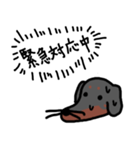 エンジニア犬（個別スタンプ：5）